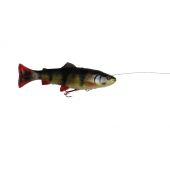 Rainbow Trout