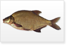 Witvis